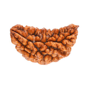 Original 1 Mukhi Rudraksha in Patna – Shyam Gems Khatri
