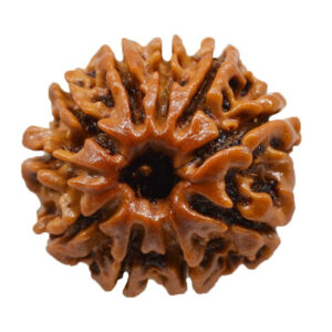 Original 10 Mukhi Rudraksha in Patna – Shyam Gems Khatri
