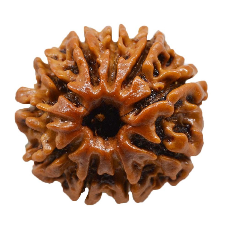 10-mukhi Original 10 Mukhi Rudraksha in Patna – Shyam Gems Khatri