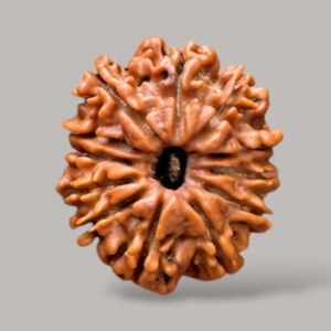 Original 12 Mukhi Rudraksha in Patna – Shyam Gems Khatri