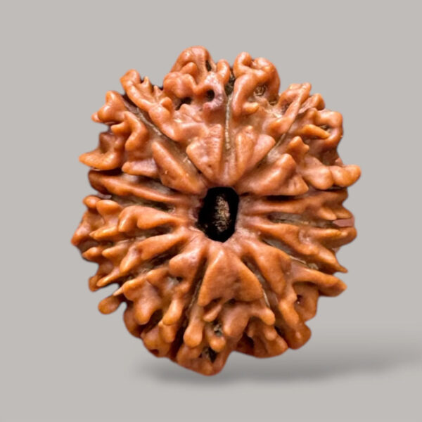 12-mukhi-600x600 Original 12 Mukhi Rudraksha in Patna – Shyam Gems Khatri