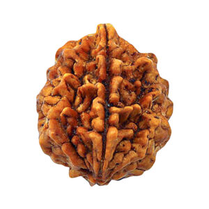 Original 2 Mukhi Rudraksha in Patna – Shyam Gems Khatri