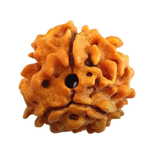 Original 3 Mukhi Rudraksha in Patna – Shyam Gems Khatri