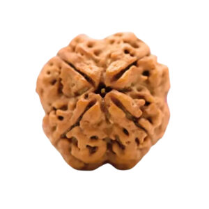 Original 4 Mukhi Rudraksha in Patna – Shyam Gems Khatri