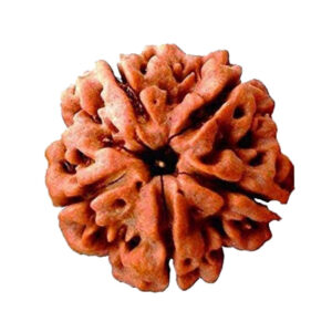 Original 5 Mukhi Rudraksha in Patna – Shyam Gems Khatri
