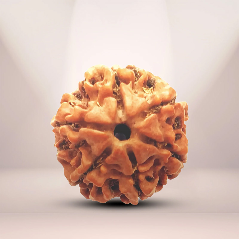 6-mukhi Original 6 Mukhi Rudraksha in Patna – Shyam Gems Khatri