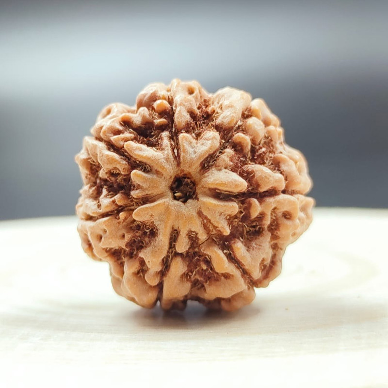7-mukhi Original 7 Mukhi Rudraksha in Patna – Shyam Gems Khatri