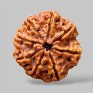 Original 8 Mukhi Rudraksha in Patna – Shyam Gems Khatri