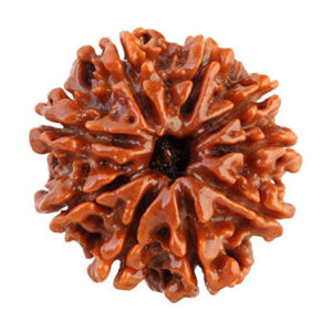Original 9 Mukhi Rudraksha in Patna – Shyam Gems Khatri